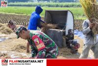 Wujud Nyata Babinsa Kaliboto Bersama Petani Laksanakan Panen Padi, Dukung Ketahanan Pangan Desa