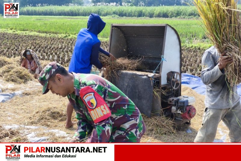 Wujud Nyata Babinsa Kaliboto Bersama Petani Laksanakan Panen Padi, Dukung Ketahanan Pangan Desa