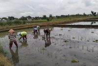 Wujud Ketahanan Pangan, Babinsa Rembang Dampingi Petani Tanam Padi Di Sananwetan