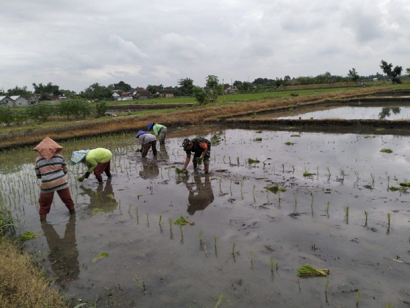 Wujud Ketahanan Pangan, Babinsa Rembang Dampingi Petani Tanam Padi Di Sananwetan
