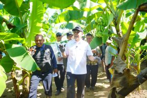 Panen Raya Pisang Cavendish, Dokter Amin Dorong Urban Farming Jadi Ikon Kota Probolinggo