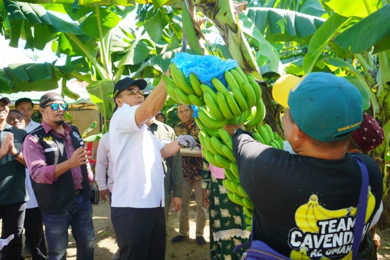Panen Raya Pisang Cavendish, Dokter Amin Dorong Urban Farming Jadi Ikon Kota Probolinggo