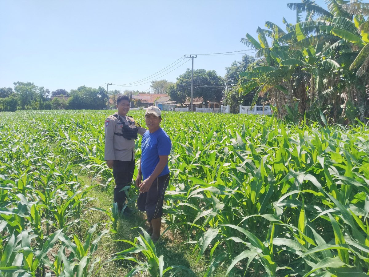 Polisi Turun ke Lahan Jagung di Tongas, Perkuat Program Ketahanan Pangan Nasional