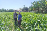Polisi Turun ke Lahan Jagung di Tongas, Perkuat Program Ketahanan Pangan Nasional